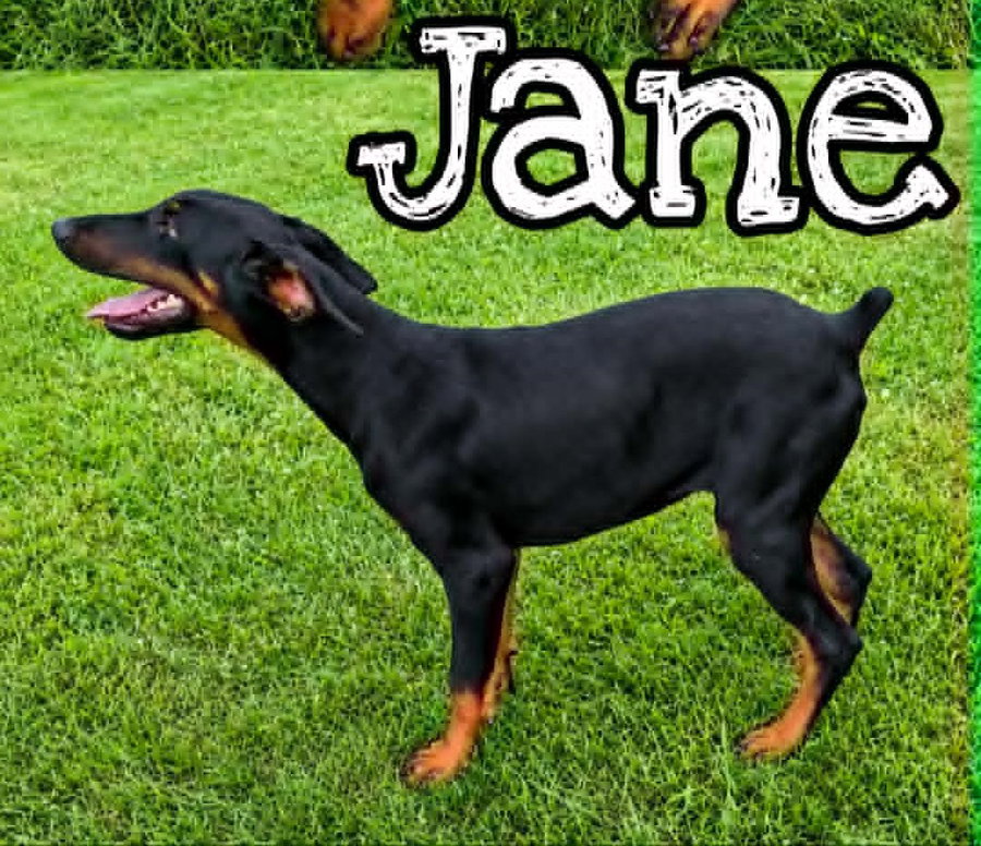 Jane (19wo, 15lbs)