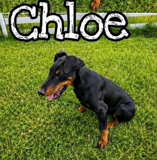 Chloe photo 2