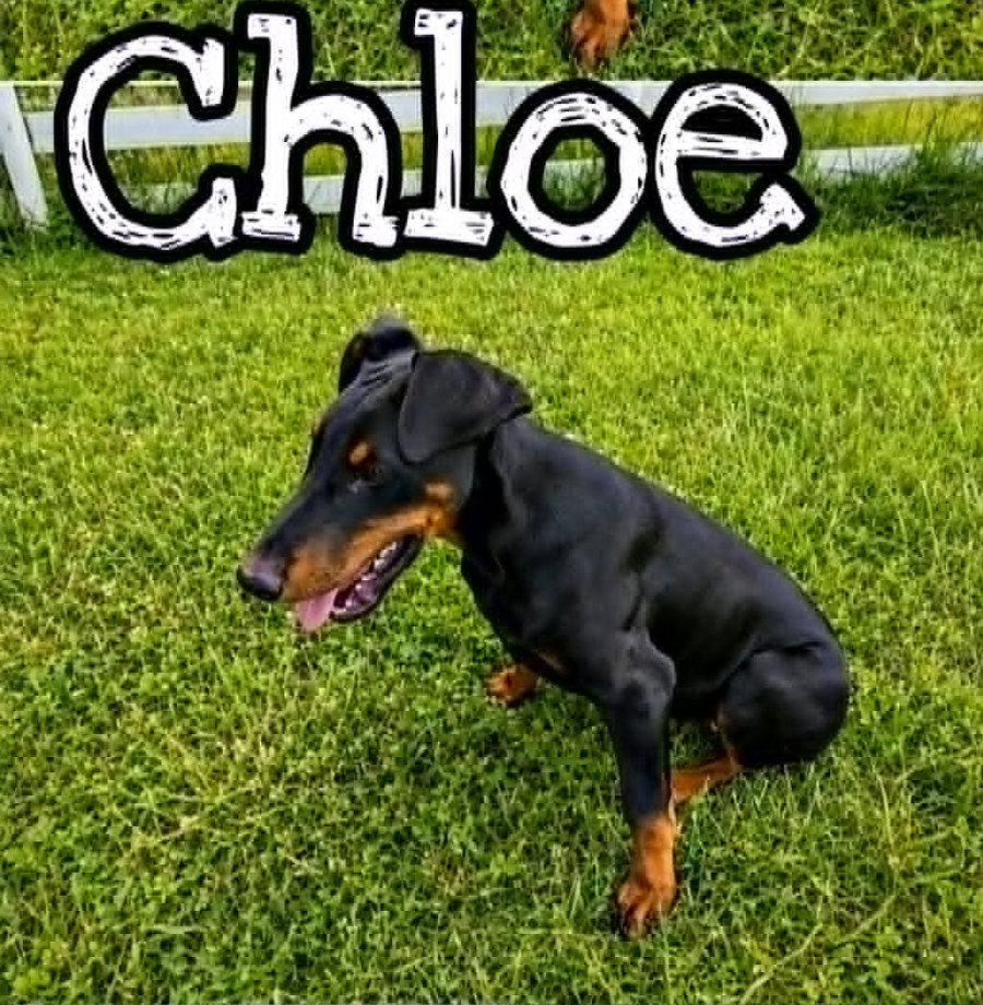 Chloe (19wo, 20lbs)