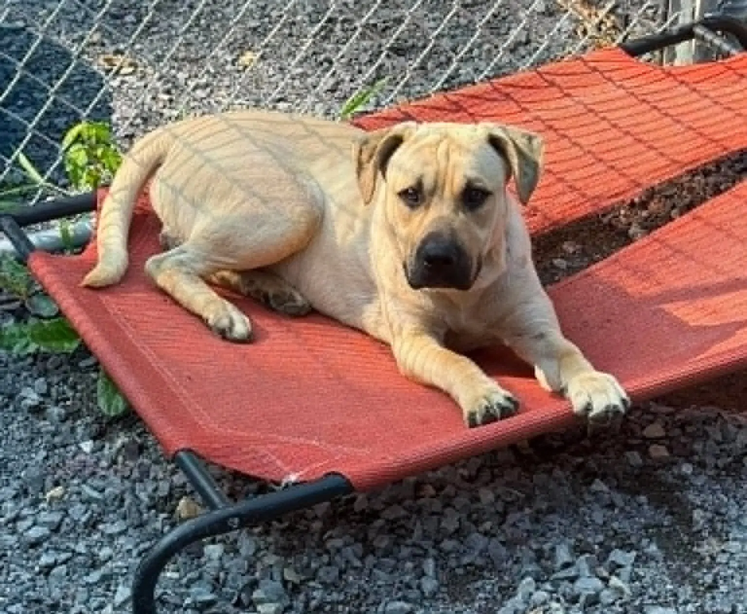 Socrates Yo Lbs - Labrador Retriever