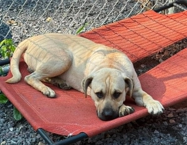 Socrates (1yo, 46lbs)