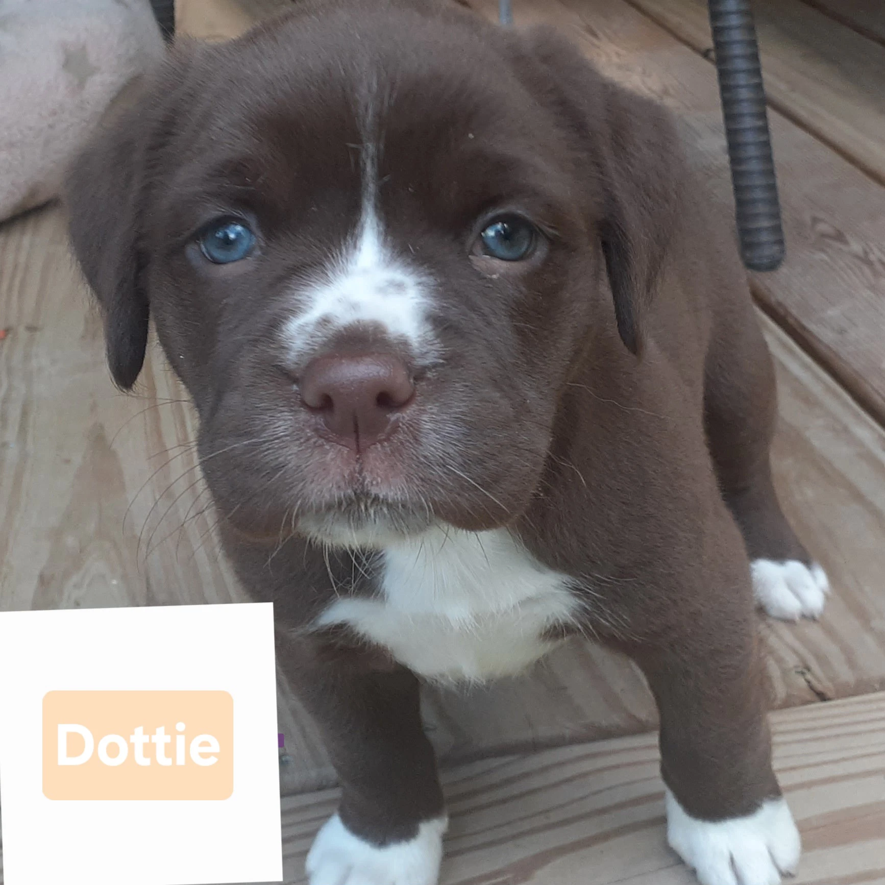 Dottie Wo Lbs