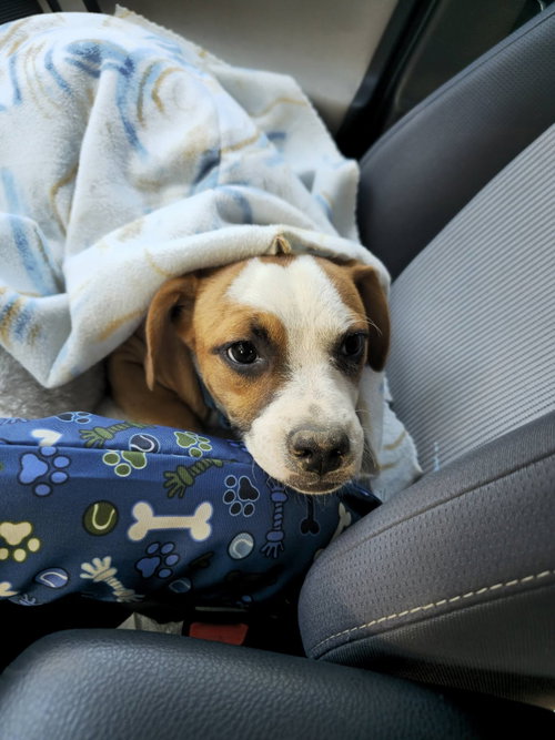 Photo 6 of Bibbly (3mo, 13lbs)