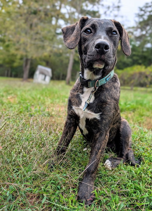 Rosie Puff (3mo, 22lbs), a dog for adoption from Animal Control and Welfare Project, Inc