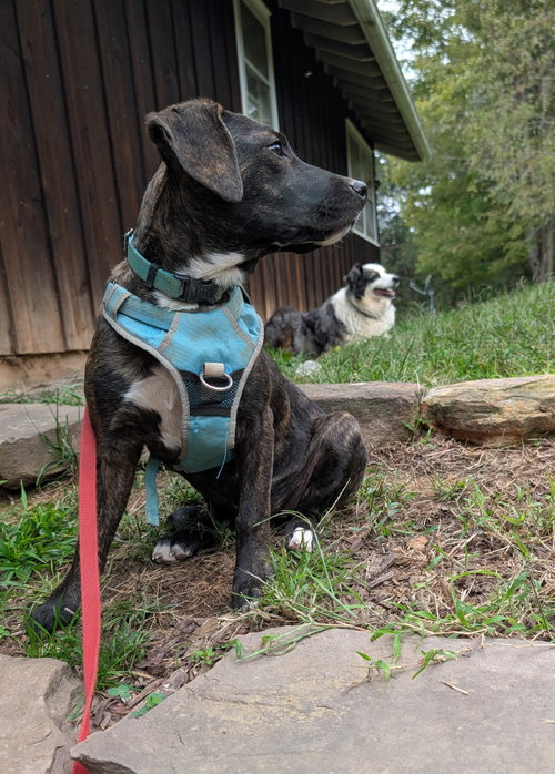 Photo 4 of Rosie Puff (3mo, 22lbs)
