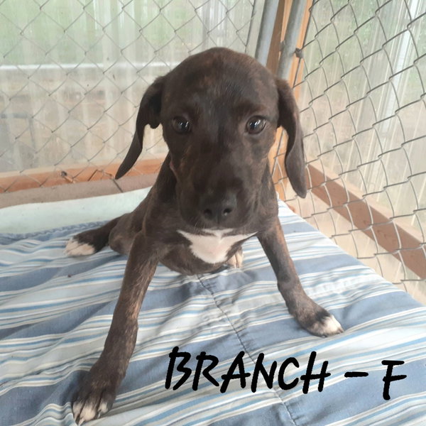 Branch (3mo, 20lbs)