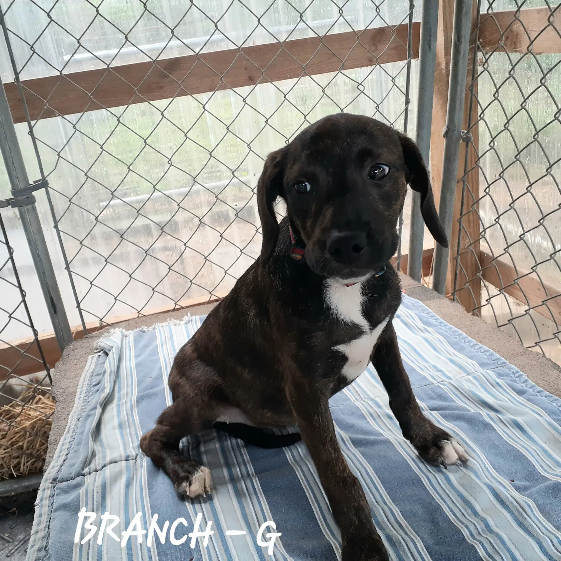 Branch Mo Lbs - Hound