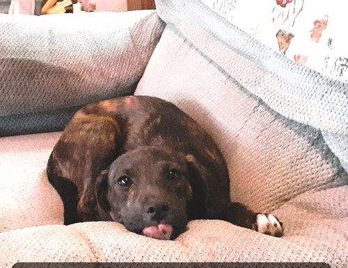 Branch (3mo, 20lbs), a dog for adoption from Animal Control and Welfare Project, Inc