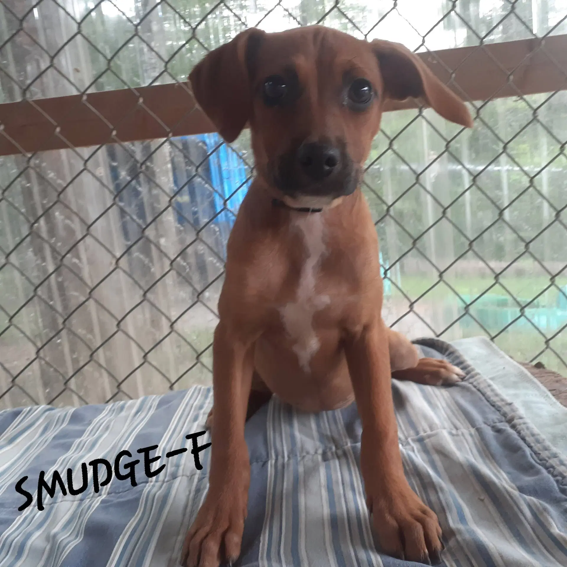Smudge Mo Lbs - Hound