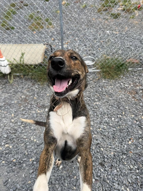 Lucy (3yo, 35Ibs), a dog for adoption from Animal Control and Welfare Project, Inc