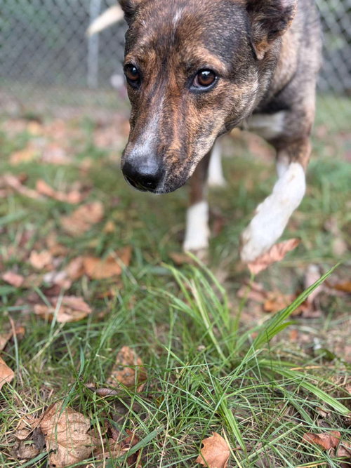 Photo 3 of Lucy (3yo, 35Ibs)