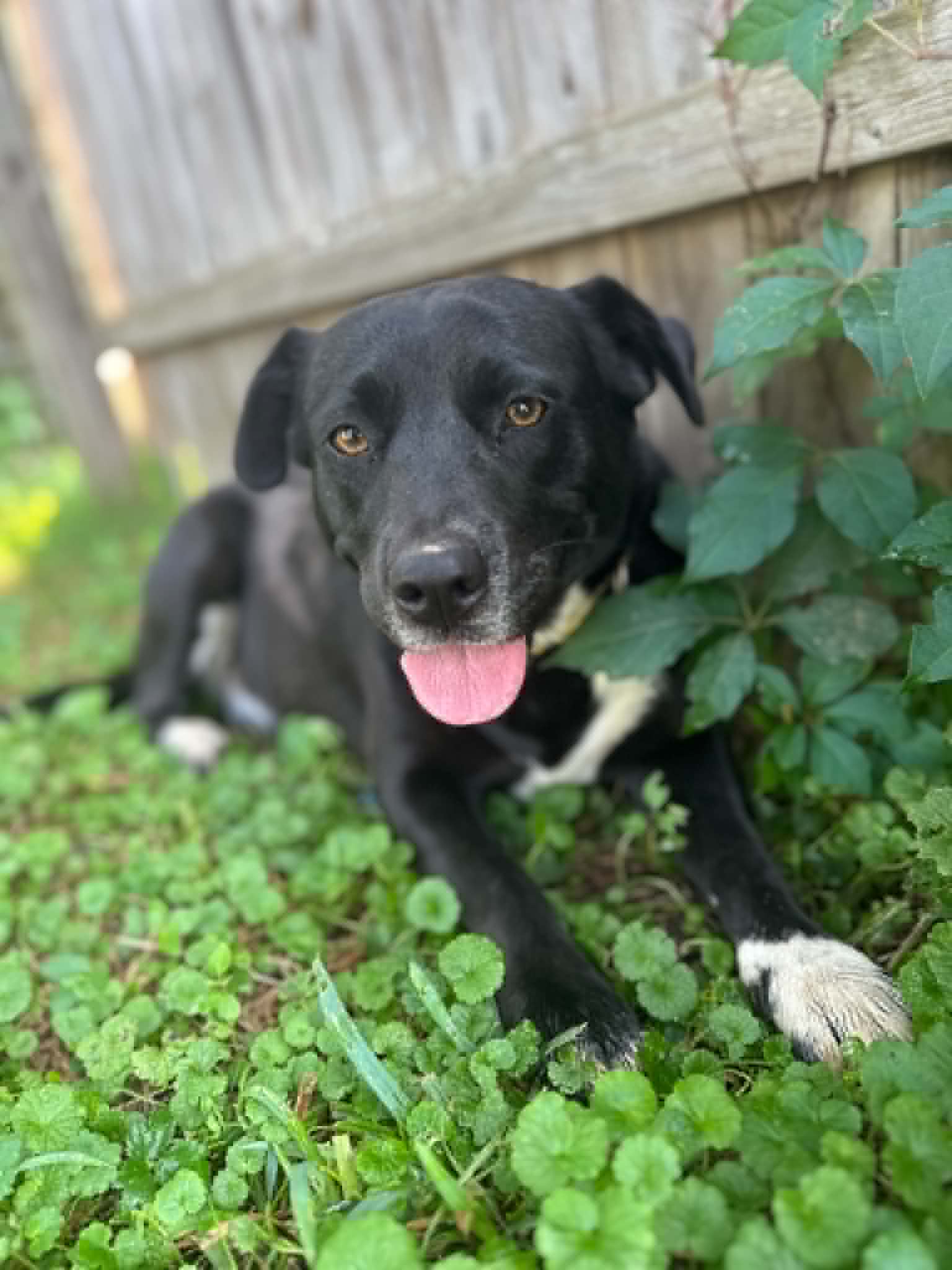 Lilliy   Yo Lbs - Hound