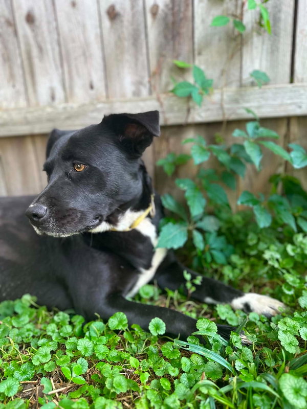 Lilliy ( 1.5 yo, 50lbs)