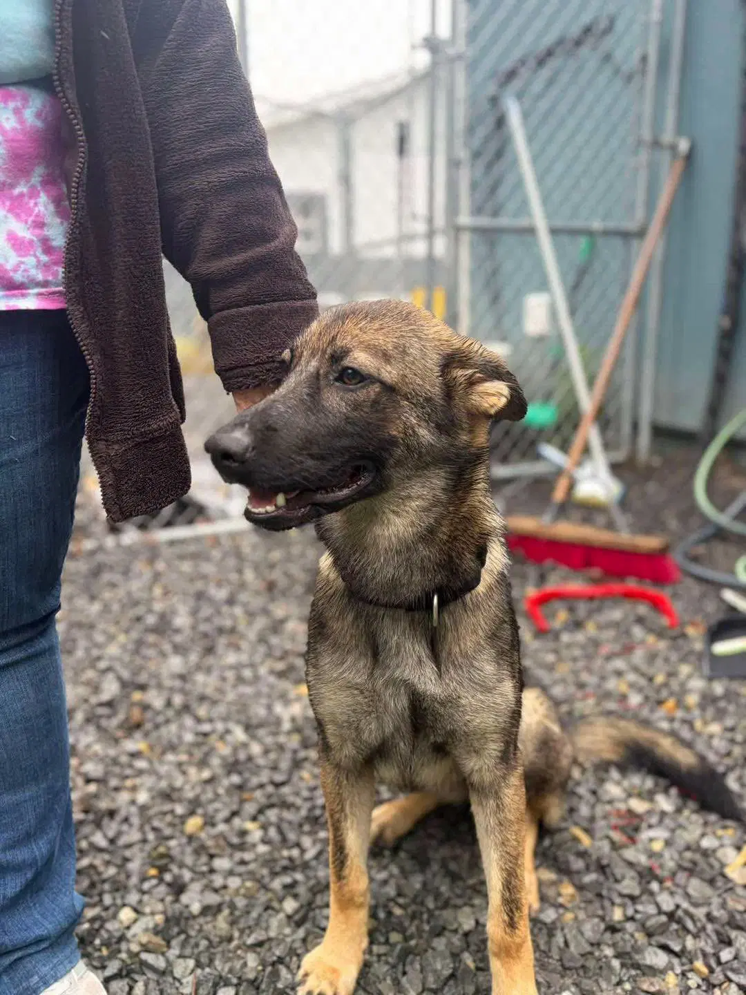 Lilly Mo Lbs - German Shepherd Dog