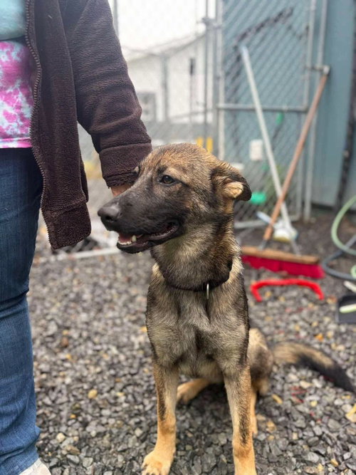 Lilly (6mo, 30lbs), a dog for adoption from Animal Control and Welfare Project, Inc