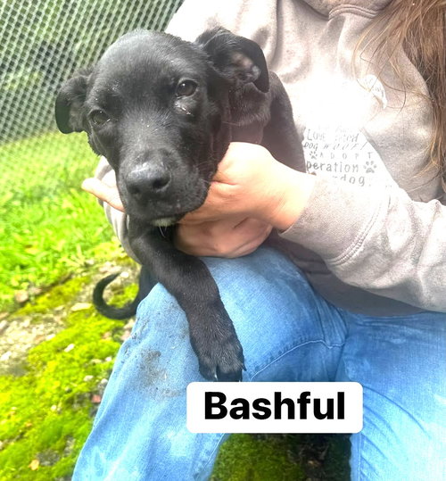 Bashful (13wo, 18lbs), a dog for adoption from Animal Control and Welfare Project, Inc