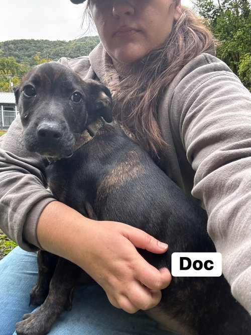 Photo 2 of Doc(13wo, 17lbs)