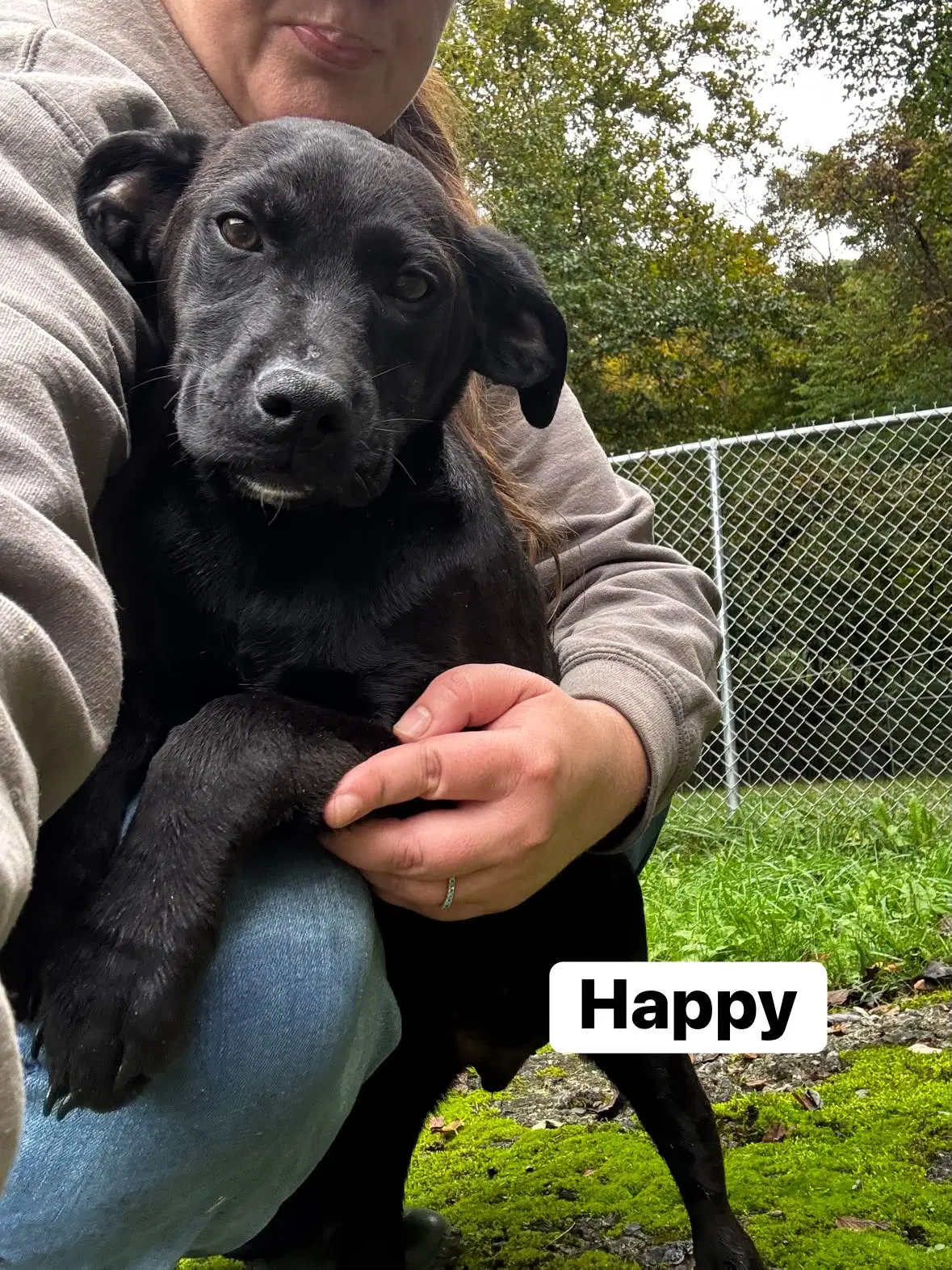 Happy Wo Lbs - Hound