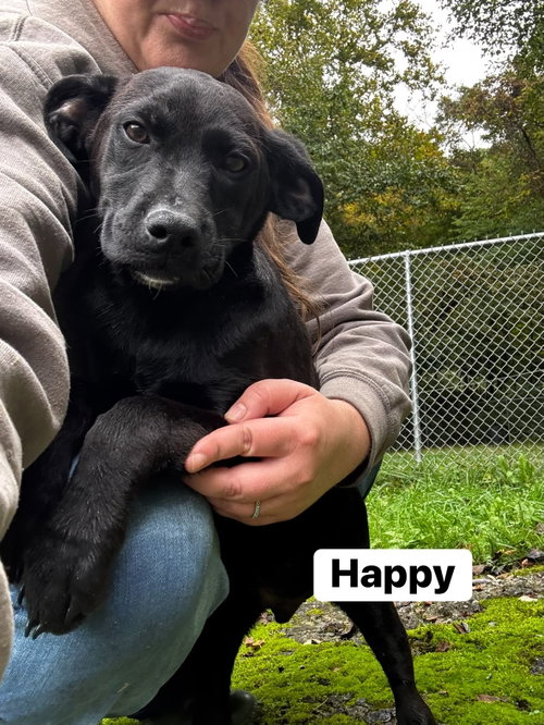 Happy (13wo, 20lbs), a dog for adoption from Animal Control and Welfare Project, Inc