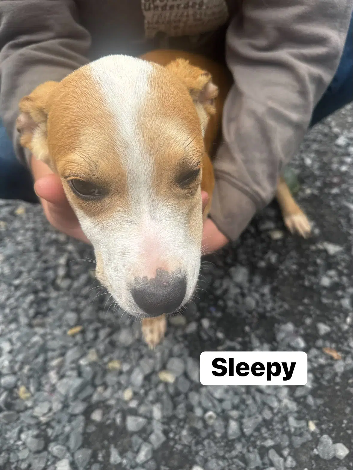 Sleepy Wo Lbs - Hound