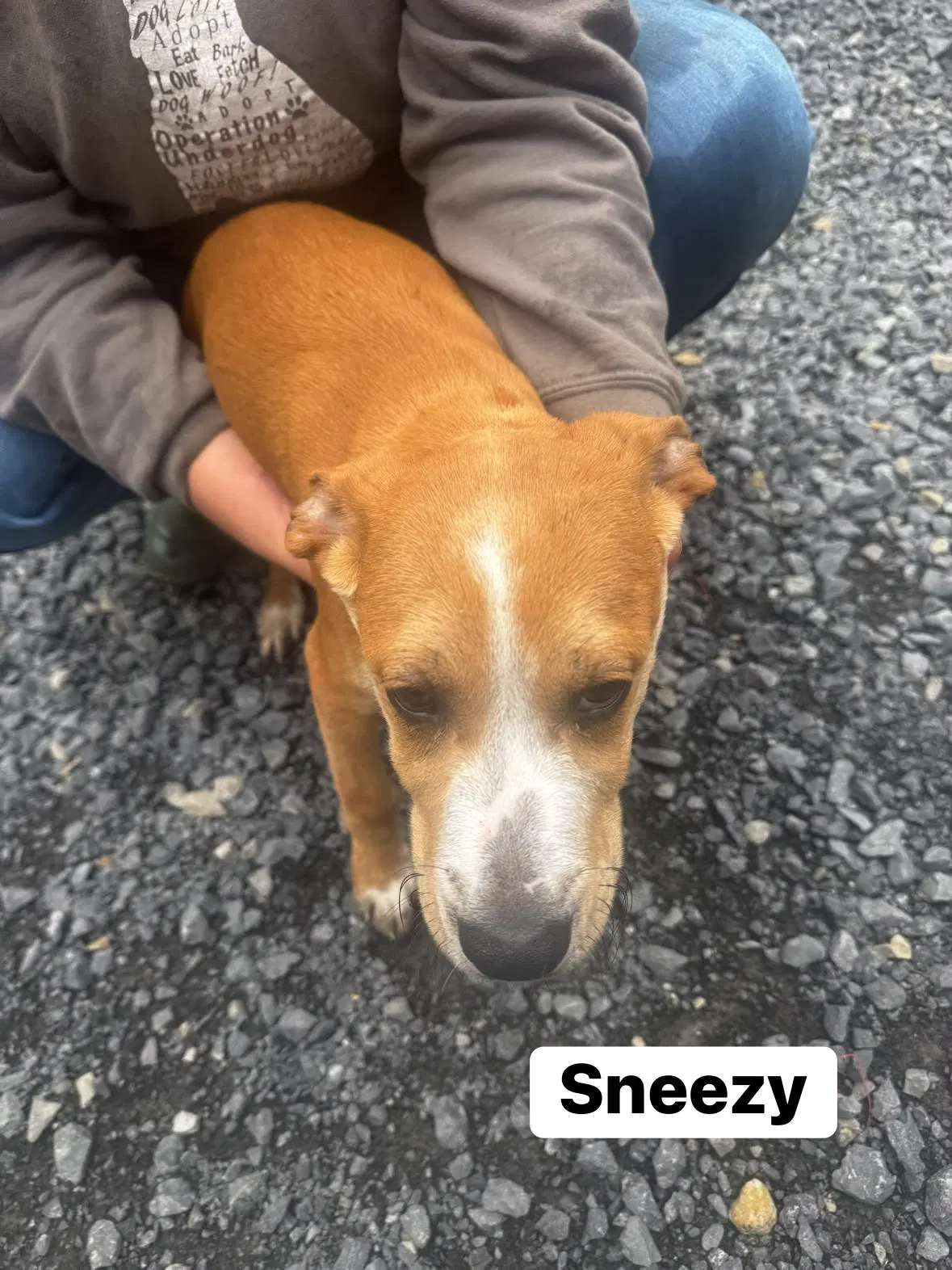 Sneezy Wo Lbs - Hound