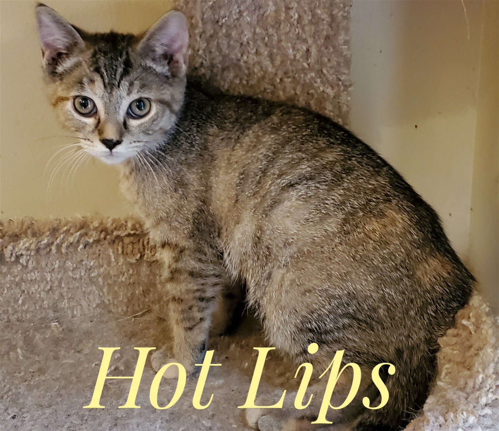 adoptable Cat in Knoxville, TN named Hot Lips