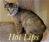 adoptable Cat in knoxville, tn, TN named Hot Lips