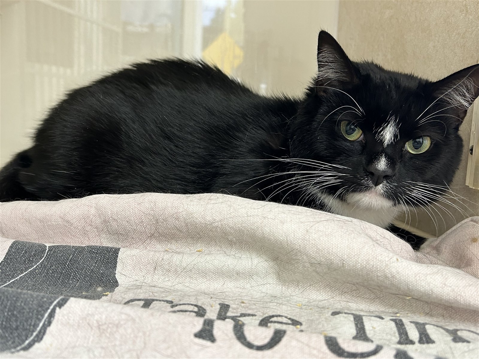 adoptable Cat in Knoxville, TN named Pilgrim