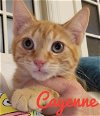 adoptable Cat in knoxville, TN named Cayenne and Tamale