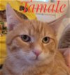 adoptable Cat in , TN named Tamale and Cayenne