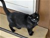 adoptable Cat in knoxville, TN named Blackie