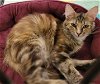 adoptable Cat in knoxville, tn, TN named Marvel