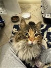 adoptable Cat in knoxville, TN named Nora