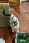 adoptable Cat in knoxville, TN named Millie
