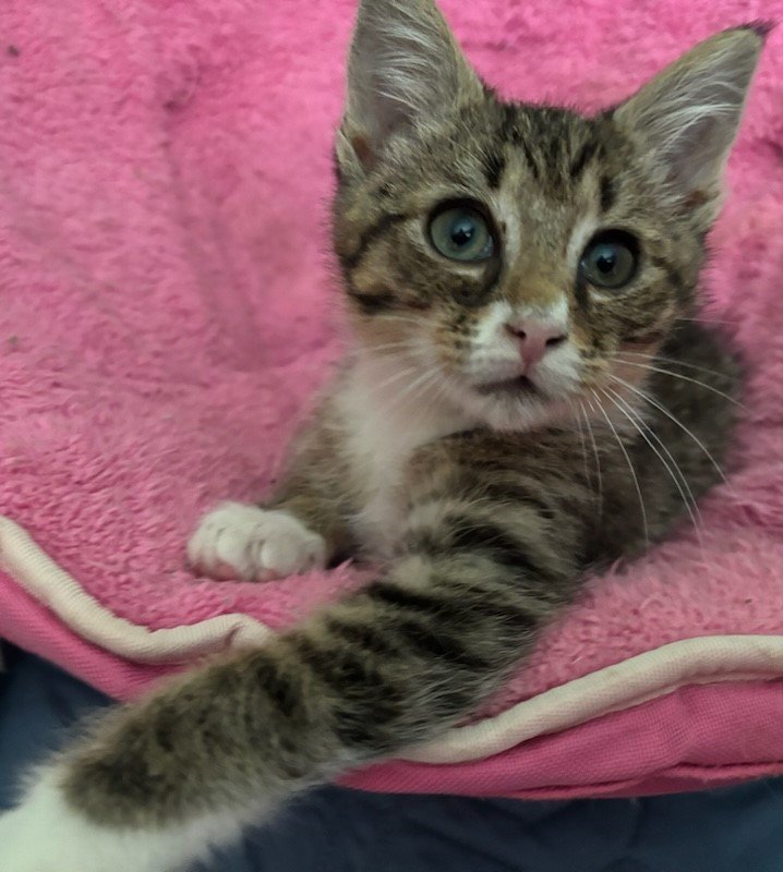 adoptable Cat in Knoxville, TN named Pop Tart