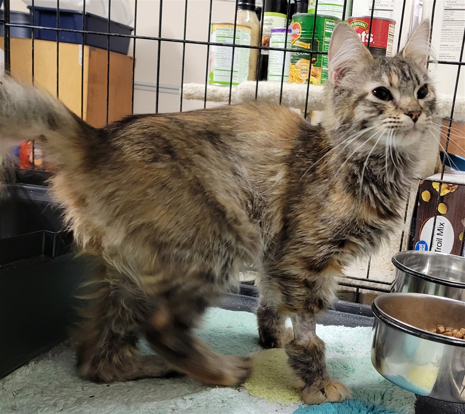 adoptable Cat in Knoxville, TN named Natasha