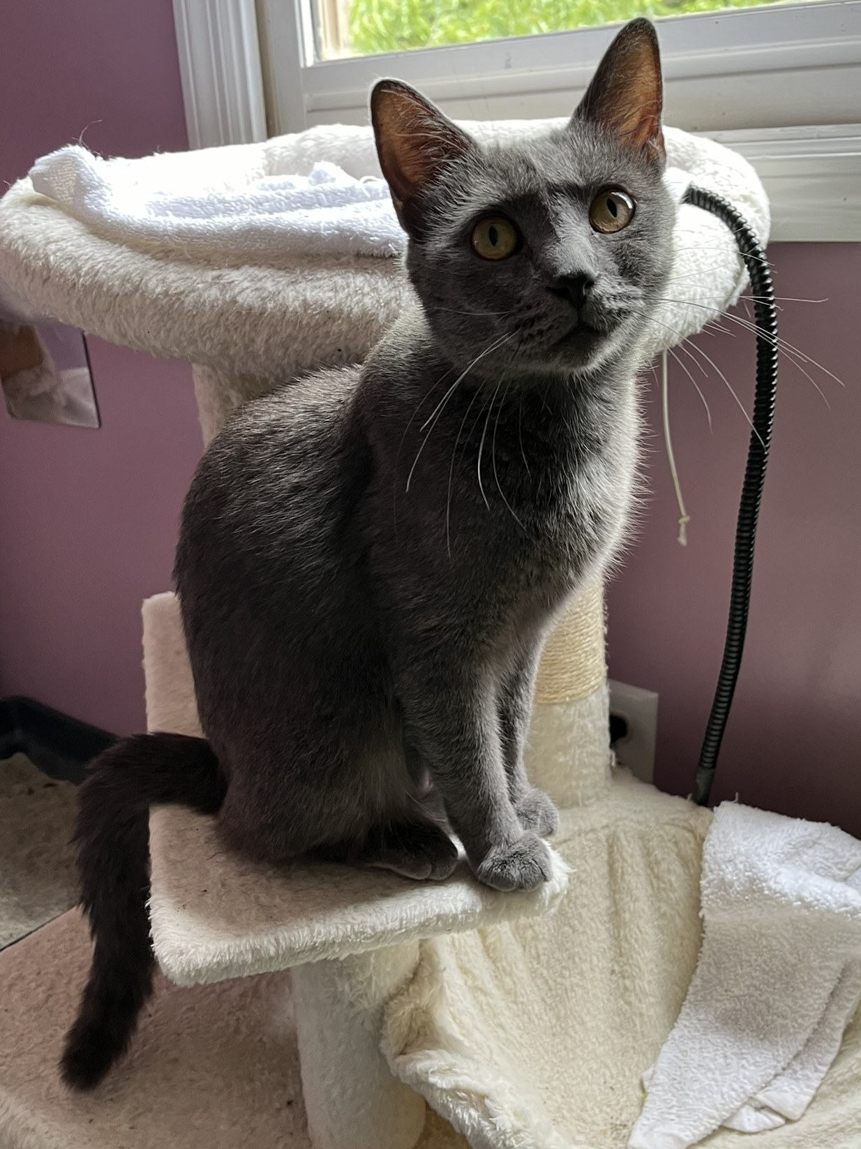 adoptable Cat in Knoxville, TN named Esme