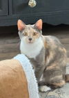 adoptable Cat in , TN named Quartz