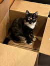 adoptable Cat in Knoxville, TN named Basil