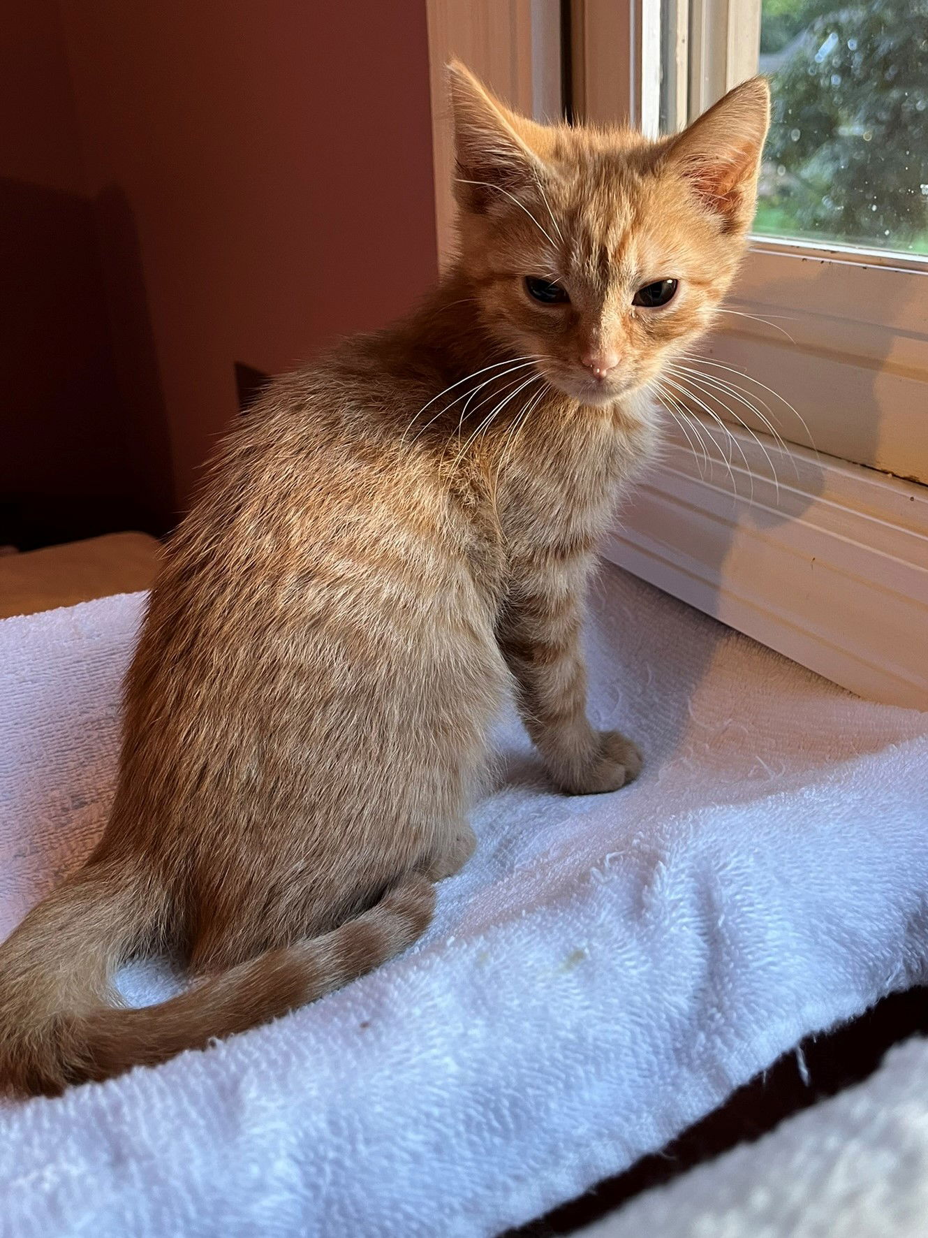 adoptable Cat in Knoxville, TN named Everest