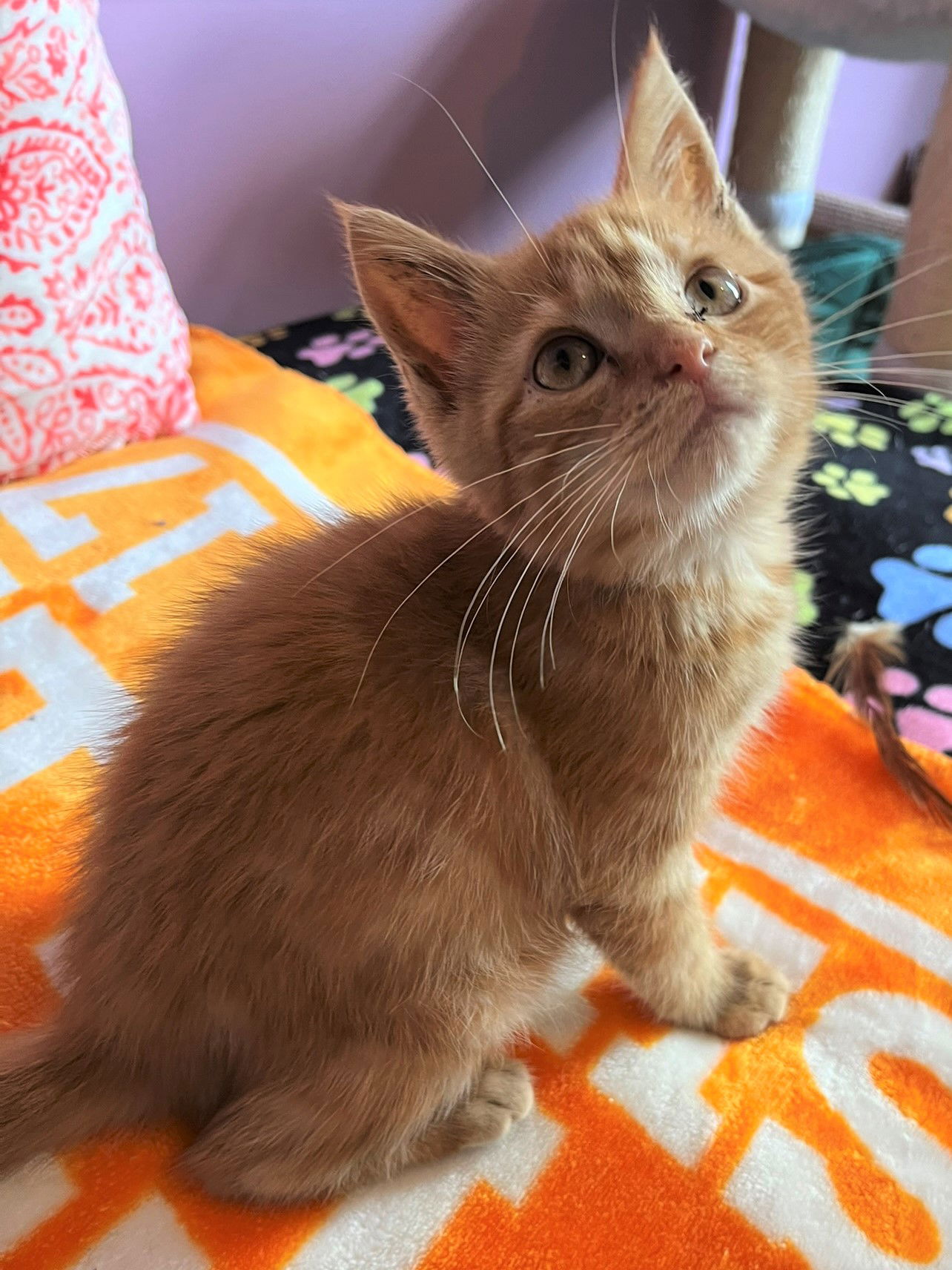 adoptable Cat in Knoxville, TN named Aspen