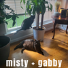 adoptable Cat in Knoxville, TN named Gabby and Misty