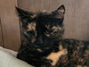 adoptable Cat in  named Snickers