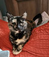 Snickers - Photo 2