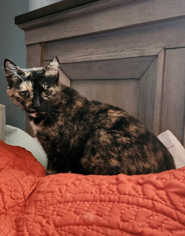 Snickers