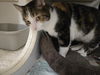 adoptable Cat in Knoxville, TN named Scout