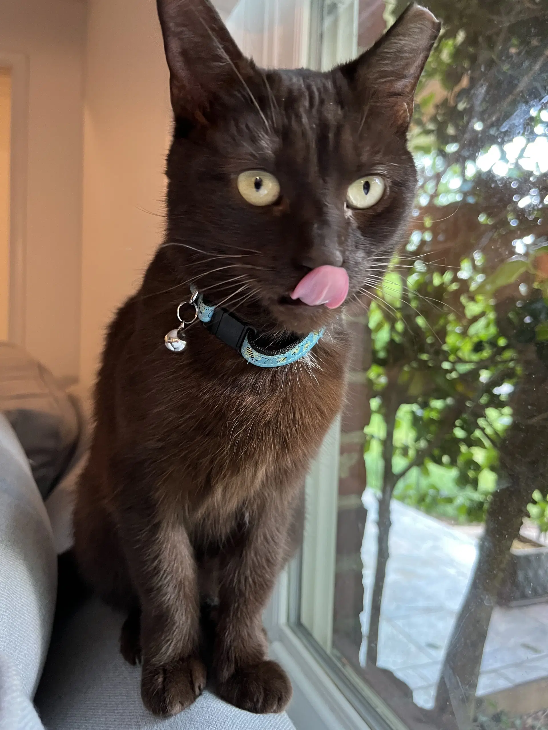 Ruby - Domestic Short Hair
