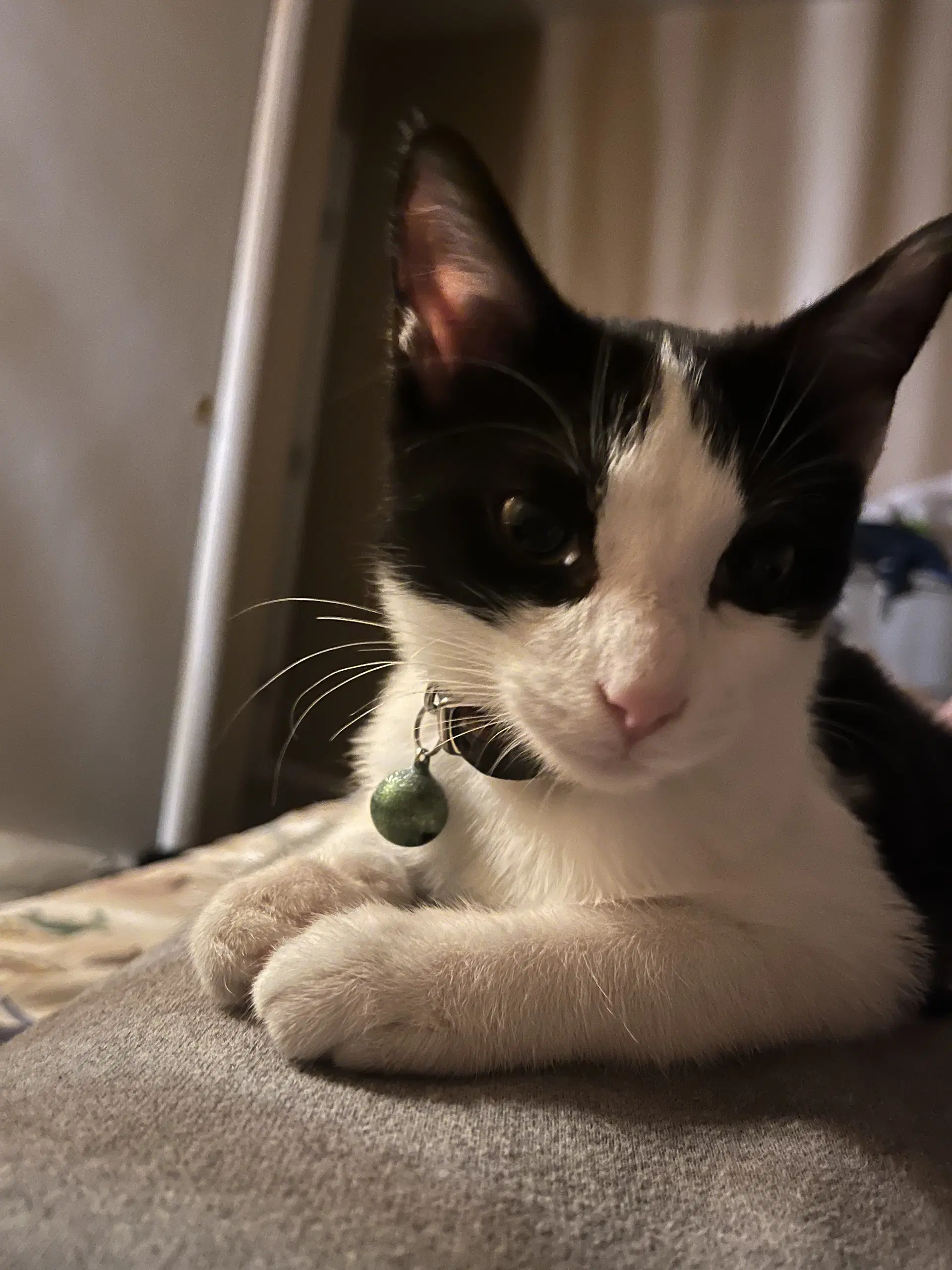 Pepe - Domestic Short Hair