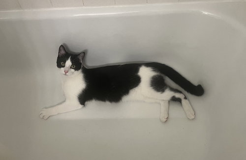 PEPE - Domestic Short Hair available for adoption