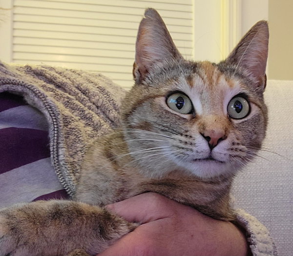 Gracie